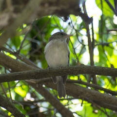 Pachycephala cinerea