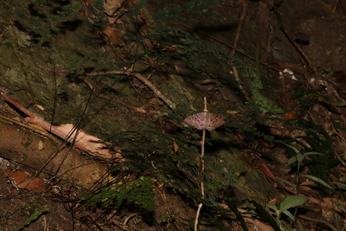 Granny's Cloak Moth photo 3