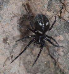 Nurscia albomaculata