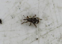 Anthonomus pedicularius