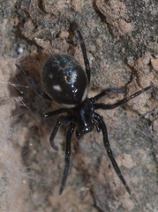 Nurscia albomaculata