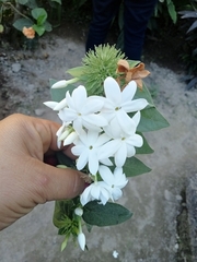 Jasminum multiflorum