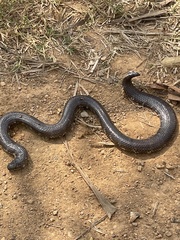 Cylindrophis jodiae