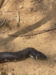 Cylindrophis jodiae