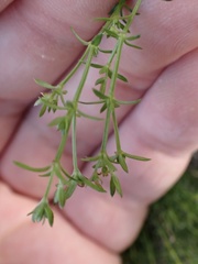 Galium nuttallii