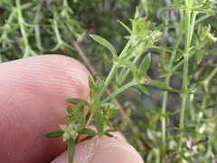 Galium nuttallii