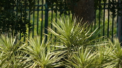 Acoelorraphe wrightii