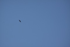 Hirundapus caudacutus