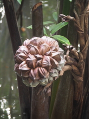 Nypa fruticans