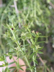 Galium nuttallii