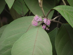 Callicarpa tomentosa