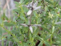 Galium nuttallii