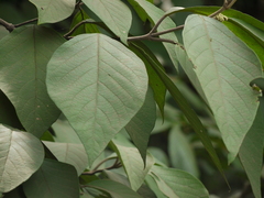 Callicarpa tomentosa