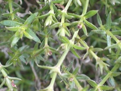 Galium nuttallii