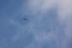 Hirundapus caudacutus