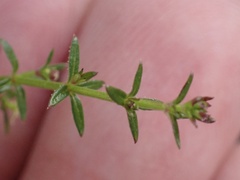 Galium nuttallii