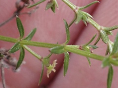 Galium nuttallii