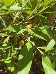Denhamia celastroides