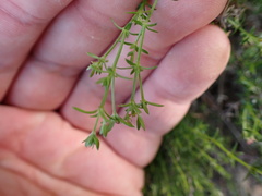 Galium nuttallii