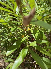 Denhamia celastroides