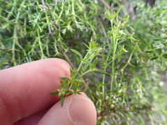 Galium nuttallii