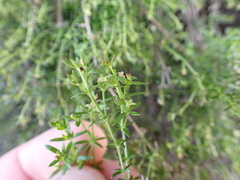 Galium nuttallii