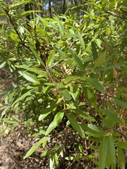 Denhamia celastroides