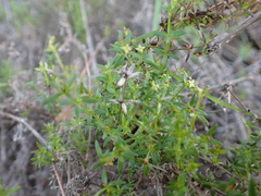 Galium nuttallii