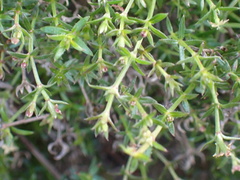 Galium nuttallii