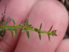 Galium nuttallii