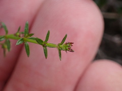 Galium nuttallii