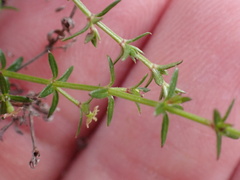 Galium nuttallii
