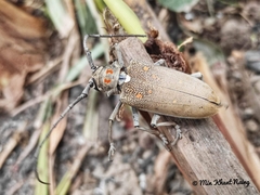 Batocera rufomaculata