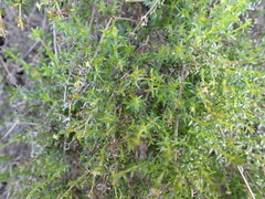 Galium nuttallii