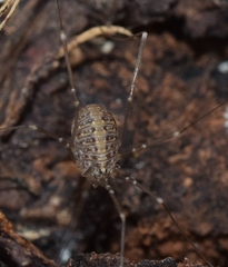 Cosmobunus granarius