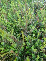 Lepidothamnus laxifolius