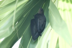 Cypsiurus balasiensis