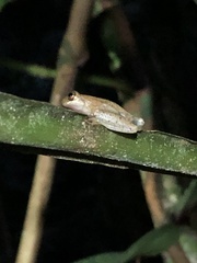 Dendropsophus schubarti