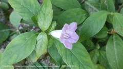 Ruellia repens