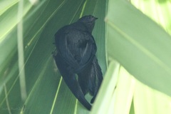 Cypsiurus balasiensis