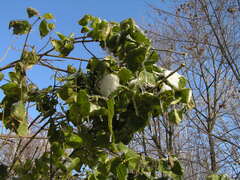Syringa vulgaris