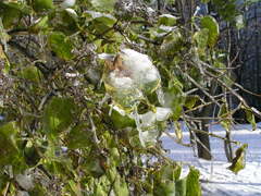 Syringa vulgaris