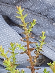 Lepidothamnus laxifolius