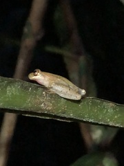 Dendropsophus schubarti