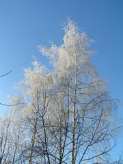 Betula pendula