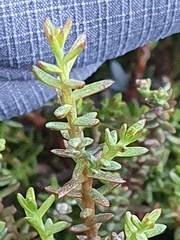 Lepidothamnus laxifolius