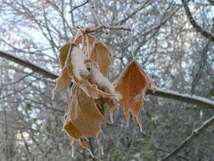 Acer platanoides