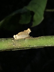 Dendropsophus schubarti