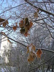 Acer platanoides