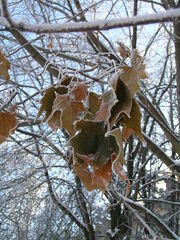 Acer platanoides